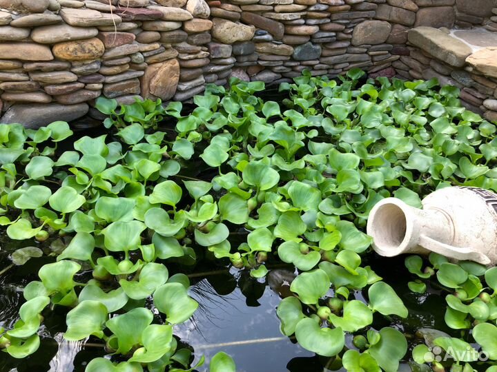 Растения для пруда