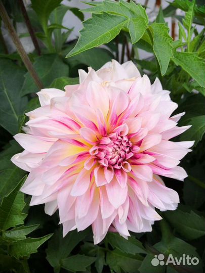 Георгины клубни