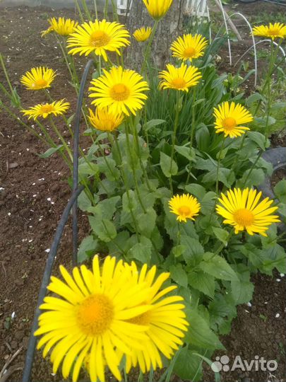 Многолетние цветы