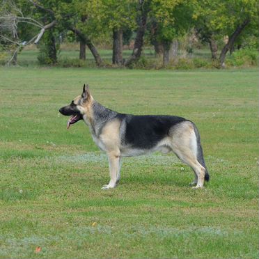 Восточноевропейская овчарка, щенок