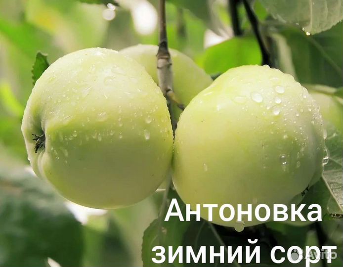 Саженцы Яблони