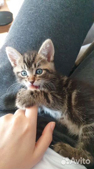 Котенок в семью бесплатно