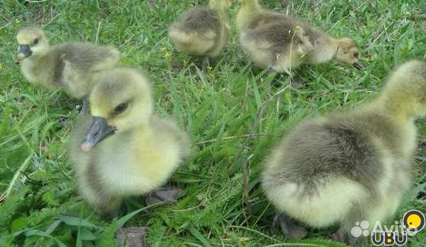 Гуси, утки, муларды