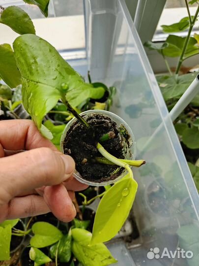 Сциндапсус эпипремнум