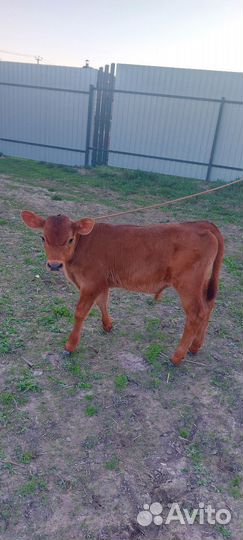 Бычек джерси