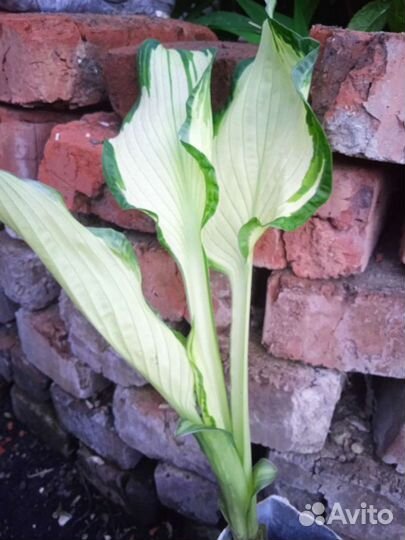 Маргаритки рассада, хоста, аквилегия