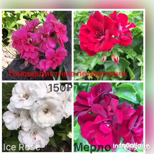 Сортовые пеларгонии