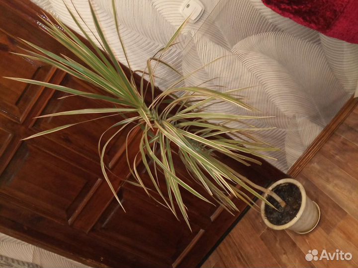 Драцена Триколор