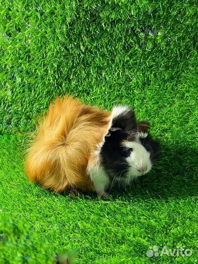 Породистые Морские свинки