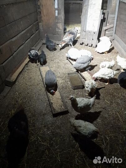 Продам гусей и цыцарок