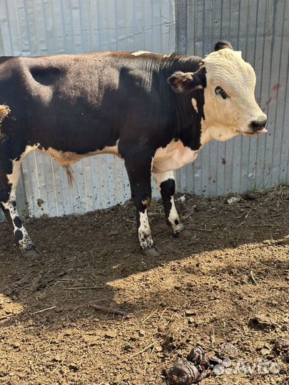 Бычки-Телята