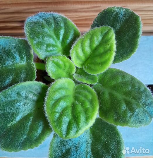 Молодая фиалка Мелодия дождя