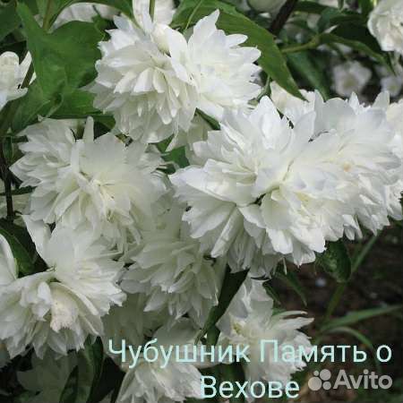 Декоративные кустарники #2