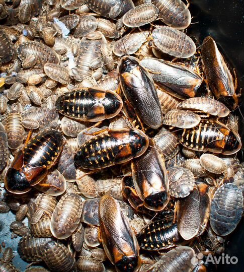 Мокрицы, Скорпионы, Аргентинский таракан, мыши