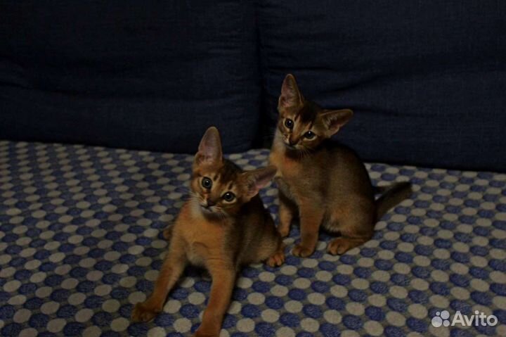 Абиссинские котята с документами