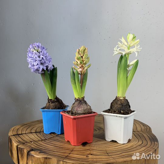 Гиацинт в горшке