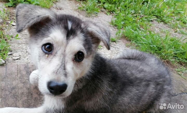 Найдена собака