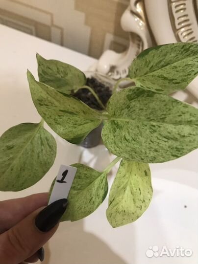 Сциндапсус. Марбл Квин