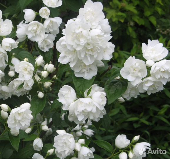 Жасмин чубушник