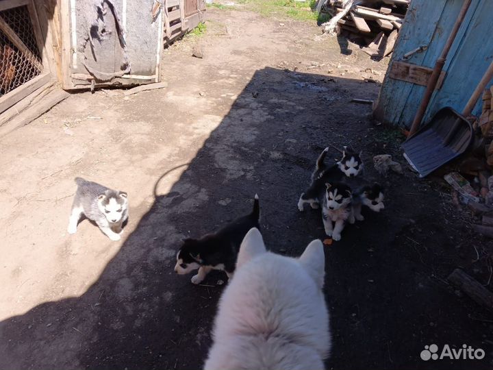 Щенки хаски