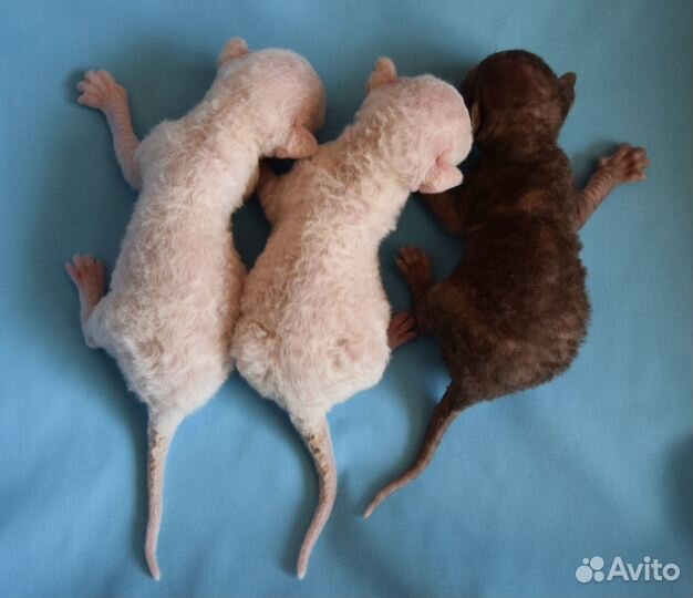 Корниш рекс котята