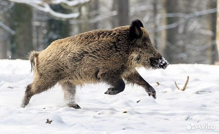 Организация охоты