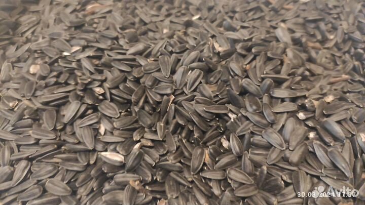 Семечки подсолнечника для птиц