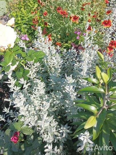 Полынь Людовика