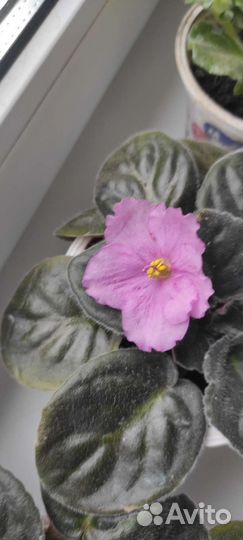 Сортовые фиалки