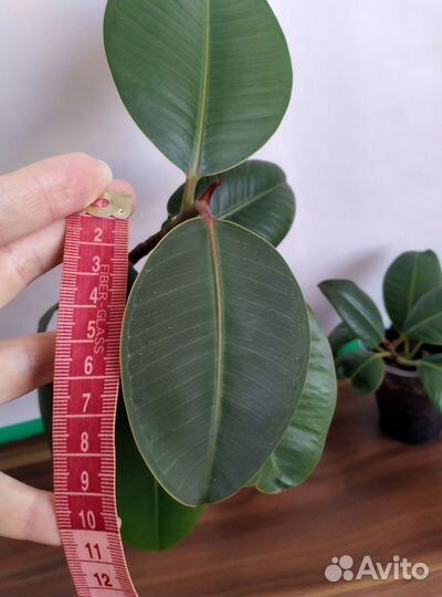 Фикус каучуконосный, Замиокульс