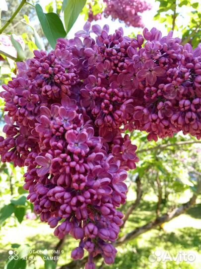 Сортовая сирень