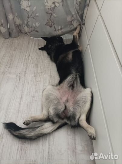 Собака друг