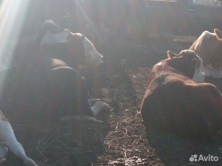 Продам бычков