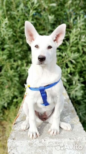 Белый, красивый щенок