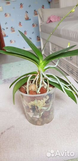 Орхидея фалинопсис Хатуюки