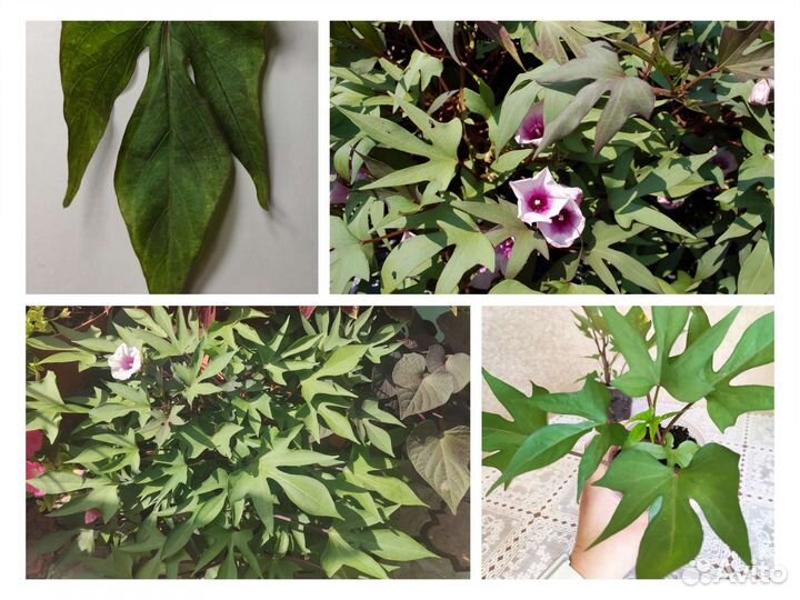 Ипомея батат ампельная