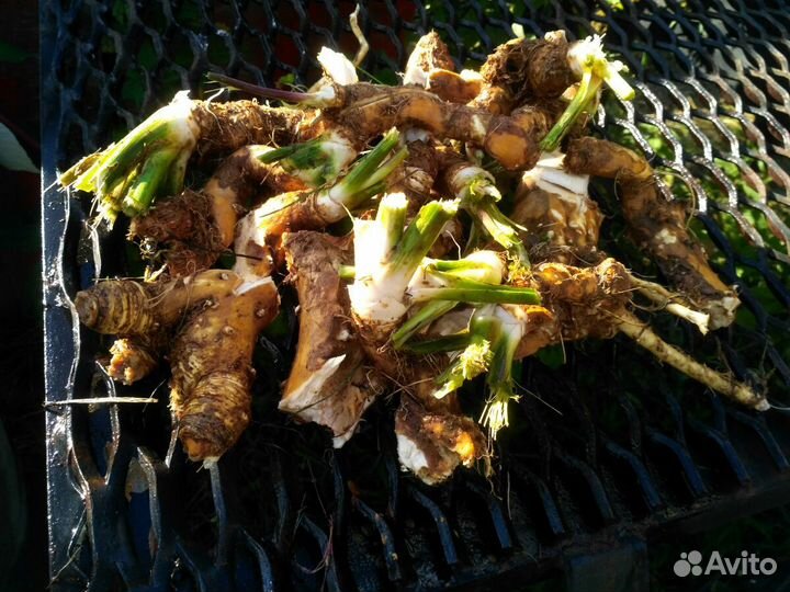 Хрен свежий