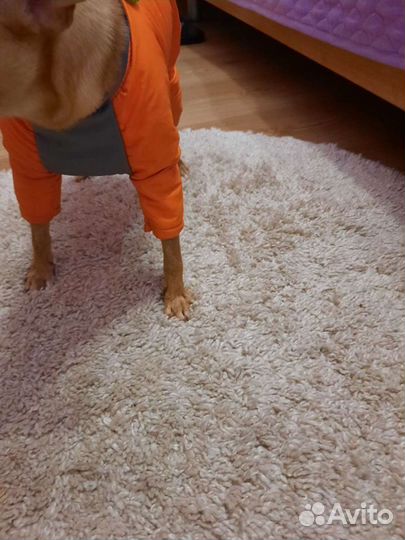 Комбинезон для маленькой собаки