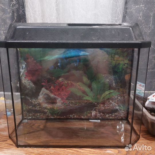 Аквариум