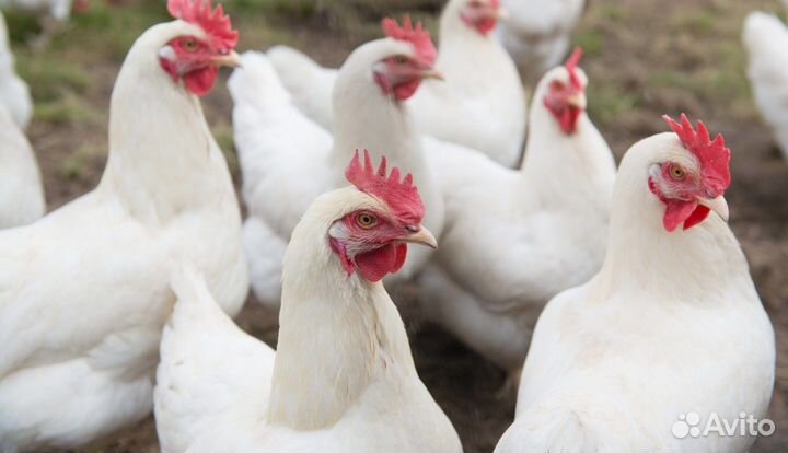 Куры молодки несушки в возрасте 4 месяца