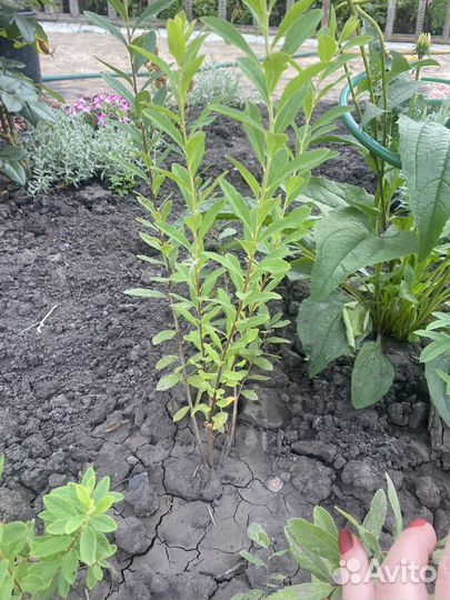 Спирея Билларда