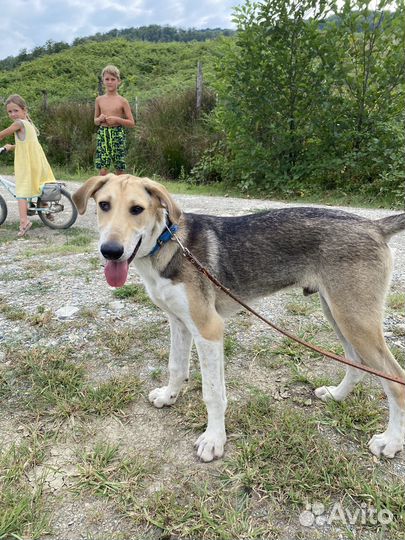 Щенок подросток в дар бесплатно