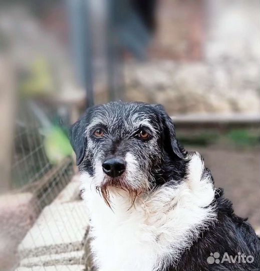 Умница Гретта в добрейшие руки