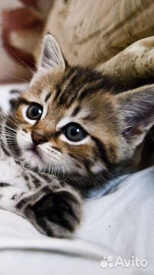 Котята 2 месяца в добрые руки