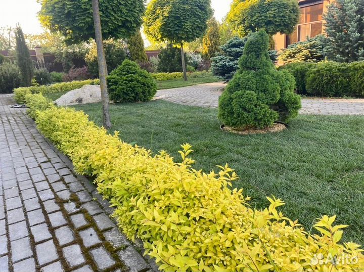 Укладка рулонного газона - 100 мятлик