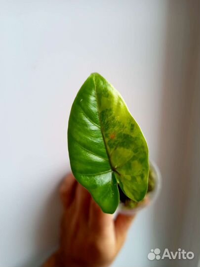 Алоказия блэк стэм жёлтая