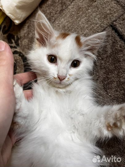 Очень пушистый парень