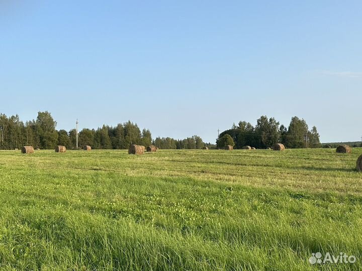 Продам сено в рулонах