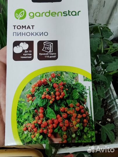 Рассада балконных помидор Бонсай, Пиноккио