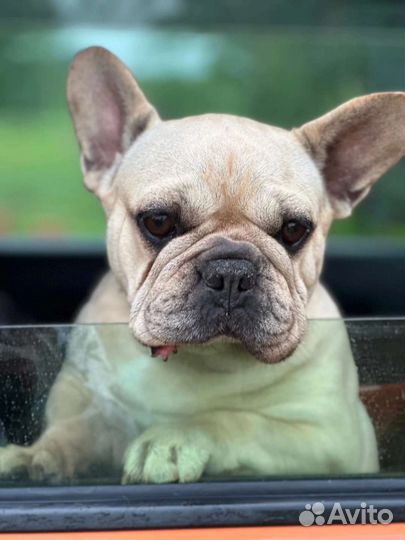 Французский бульдог бесплатно
